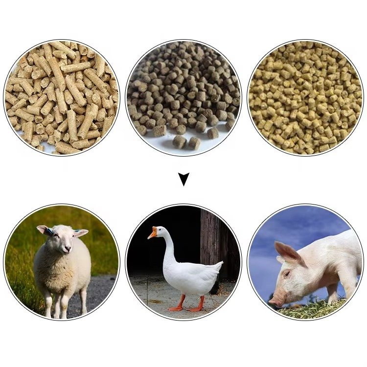 Dog Food Pellet Making Machine 23 Dog Food Pellet Making Machine