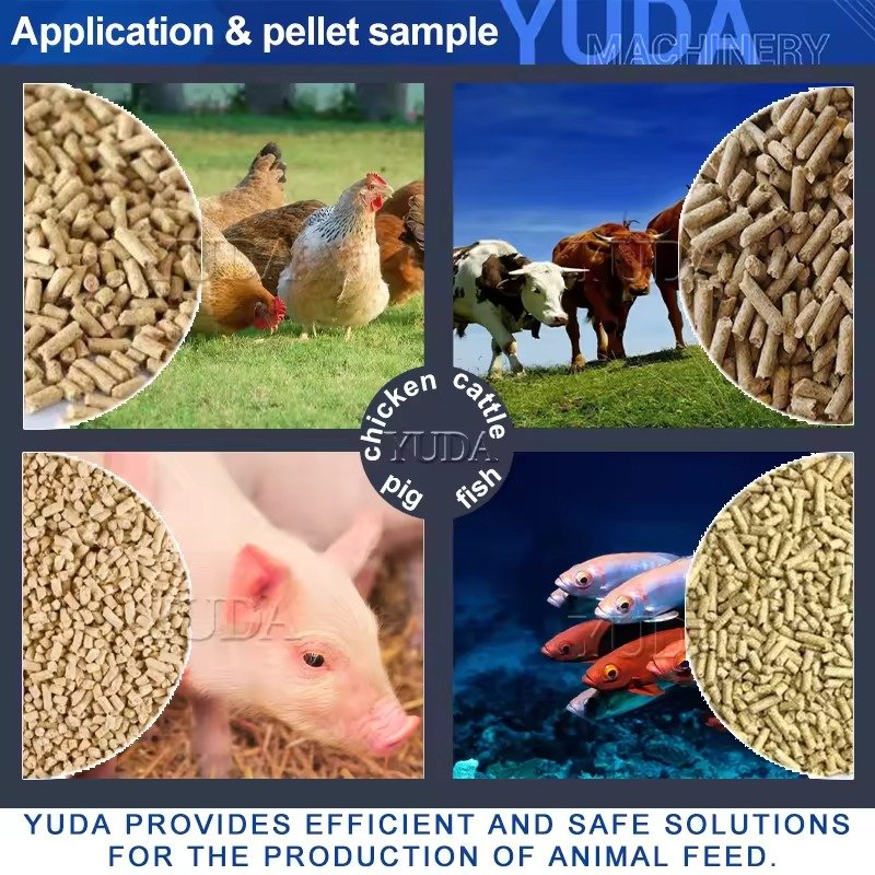 Pig Feed Pelletizer: Reducing Waste & Improving Growth 8 Modern pig feed pelletizer machine processing feed into uniform pellets on South African farm