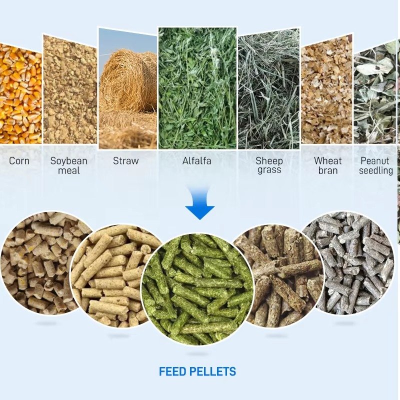 Modern feed pellet machine producing calf starter pellets in South African farming facility